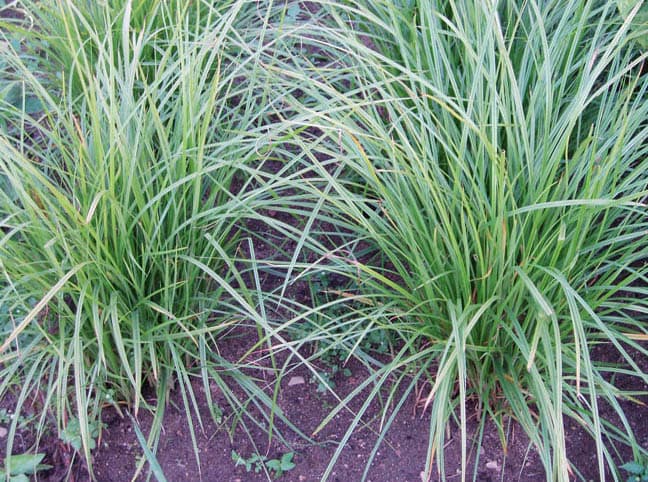 Cyperus esculentus